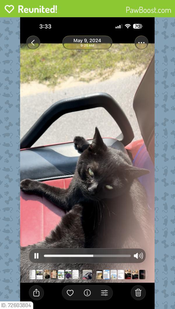 Reunited Male Cat last seen C st Lynn haven fl, Lynn Haven, FL 32444