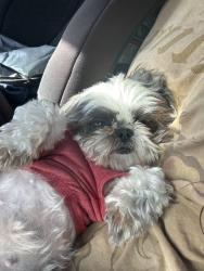 Lost Female Dog last seen Ashlan ave, blackstone ave, Fresno, CA 93726