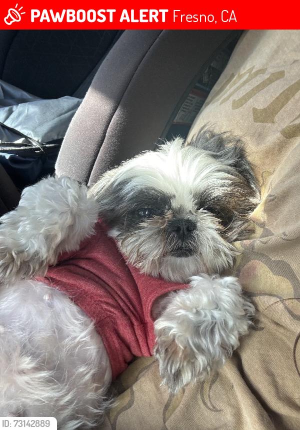 Lost Female Dog last seen Ashlan ave, blackstone ave, Fresno, CA 93726