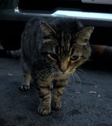 Reunited Male Cat last seen Queenston and Lake, Hamilton, ON 