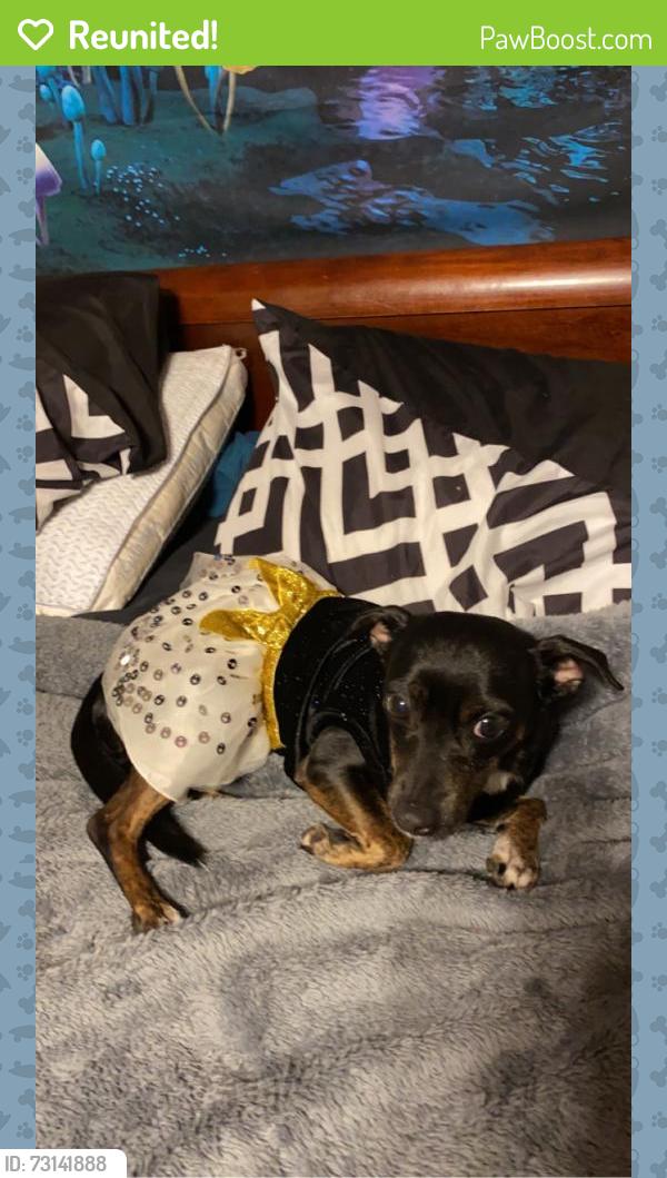 Reunited Female Dog last seen San Saba ln and Lavon creek, Arlington, TX 76006