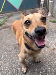 Found/Stray Male Dog last seen Vincent Drive, Athens, GA 30607
