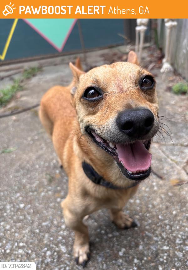 Found/Stray Male Dog last seen Vincent Drive, Athens, GA 30607