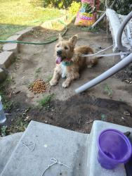 Reunited Unknown Dog last seen Peach and West Richert, Clovis, CA 93612