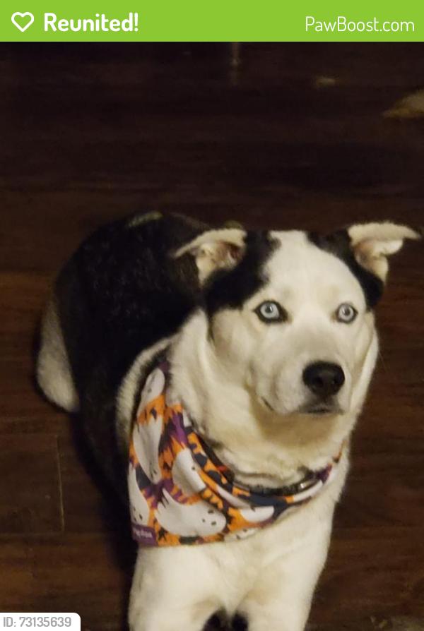 Reunited Male Dog last seen Osborne near the target, Los Angeles, CA 91352