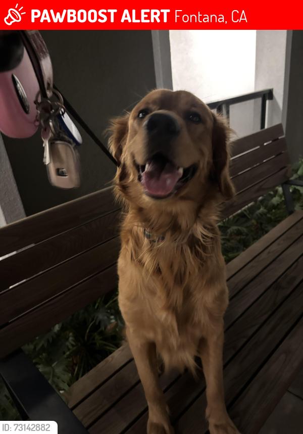Lost Male Dog last seen Near fremontia ave fontana ca, Fontana, CA 92335