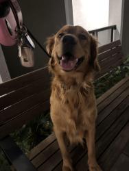 Lost Male Dog last seen Near fremontia ave fontana ca, Fontana, CA 92335
