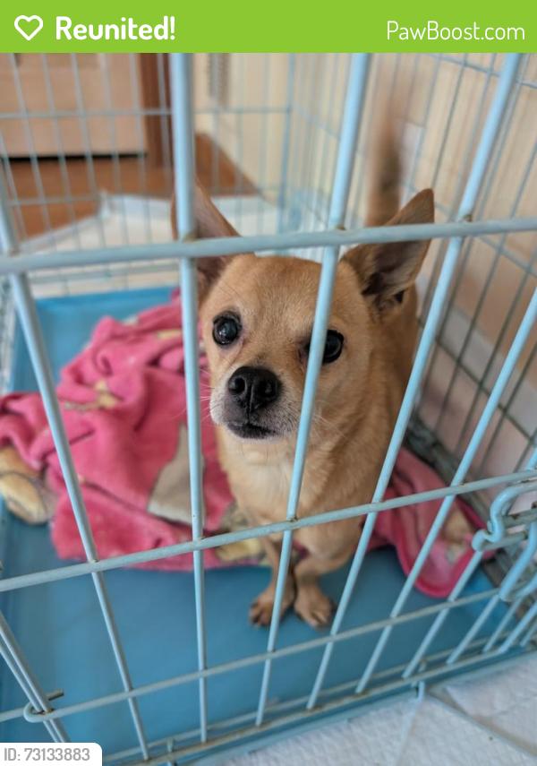 Reunited Male Dog last seen Citgo gas station in Angier, Angier, NC 27501