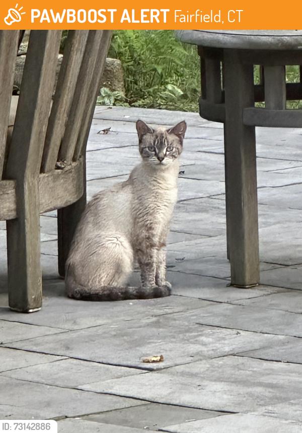 Found/Stray Unknown Cat last seen Timothy Dwight School, Fairfield, CT 06824
