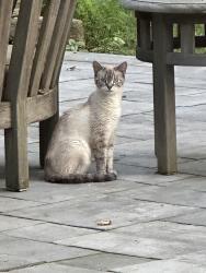 Found/Stray Unknown Cat last seen Timothy Dwight School, Fairfield, CT 06824