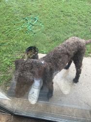 Found/Stray Male Dog last seen By marcos pizza and near ed white middle school, San Antonio, TX 78218