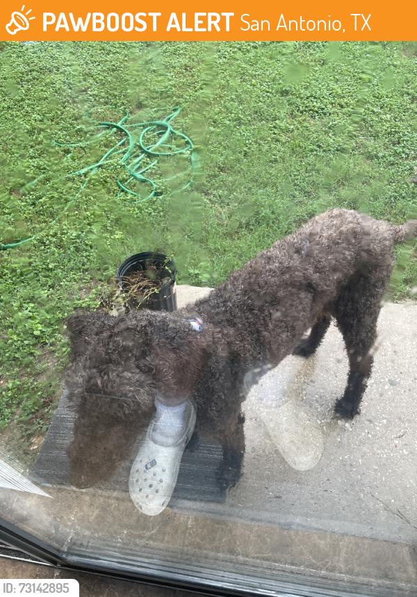 Found/Stray Male Dog last seen By marcos pizza and near ed white middle school, San Antonio, TX 78218
