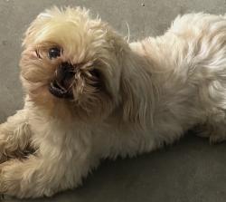 Lost Male Dog last seen Ashlan ave and shaw, Fresno, CA 93722