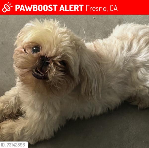Lost Male Dog last seen Ashlan ave and shaw, Fresno, CA 93722