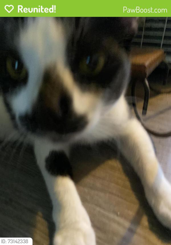 Reunited Male Cat last seen Halldale Ave and 218th St, Torrance, CA 90501
