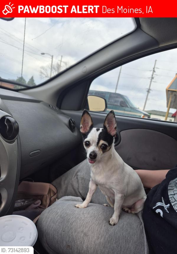 Lost Female Dog last seen Arthur and E 14th to E 16th, Des Moines, IA 50316