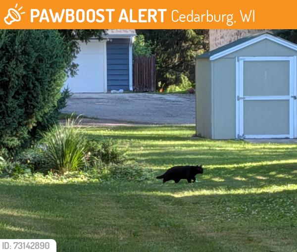 Found/Stray Unknown Cat last seen Appletree & Highwood, Cedarburg, WI 53012