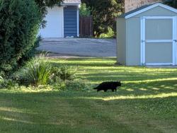 Found/Stray Unknown Cat last seen Appletree & Highwood, Cedarburg, WI 53012