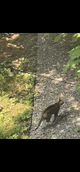 Found/Stray Unknown Cat last seen New York Ave and Sterling Pl, Brooklyn, NY 11216