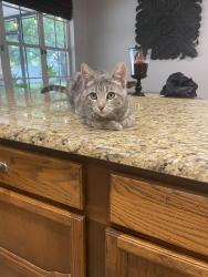 Lost Female Cat last seen Weymouth & Allens Creek, Clearwater, FL 33764
