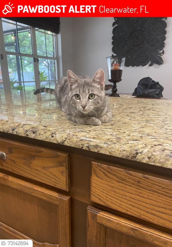 Lost Female Cat last seen Weymouth & Allens Creek, Clearwater, FL 33764