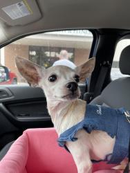 Reunited Female Dog last seen Indiana and holland place, Aberdeen, NC 28315