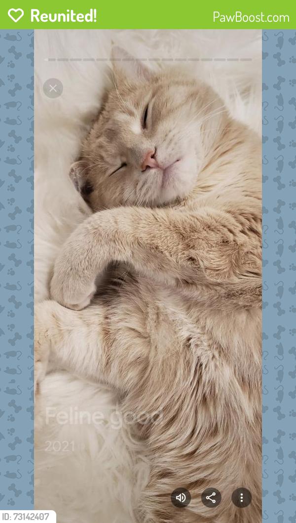 Reunited Male Cat last seen Lee Carter Road/Route 29 & Route 55 - Neighborhood behind Blueridge Seafood, Gainesville, VA 20155