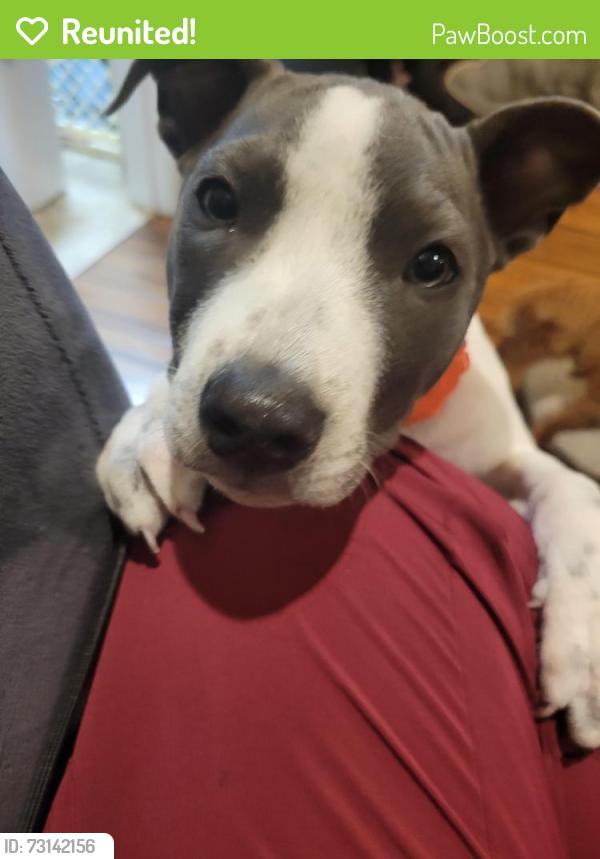 Reunited Female Dog last seen Mapleton Forest drive, Cleveland, TN 37312