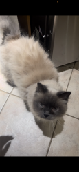 Lost Female Cat last seen Near St & 108 Ave area, Surrey, BC V3T 4S6
