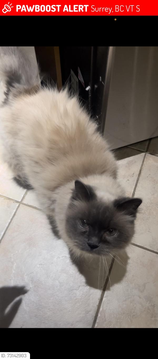 Lost Female Cat last seen Near St & 108 Ave area, Surrey, BC V3T 4S6