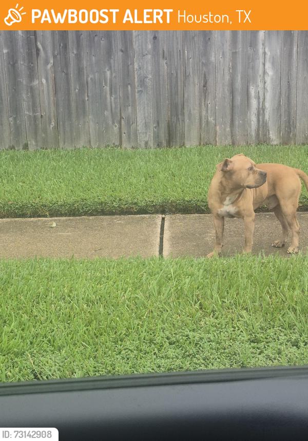 Found/Stray Male Dog last seen Concord bridge 77041, Houston, TX 77041