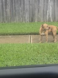 Found/Stray Male Dog last seen Concord bridge 77041, Houston, TX 77041