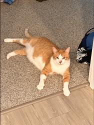 Lost Male Cat last seen Near Honeysuckle ln, Tumwater, WA 98512