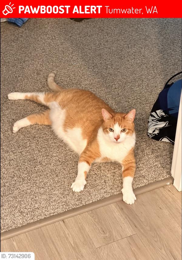 Lost Male Cat last seen Near Honeysuckle ln, Tumwater, WA 98512