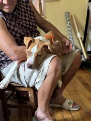 Reunited Female Dog last seen Dewey park, Montgomery County, MD 20895