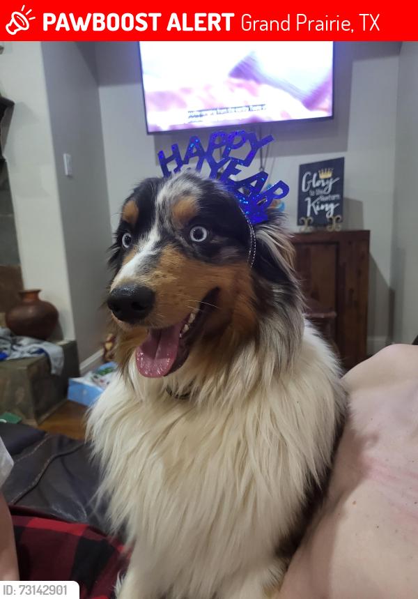 Lost Male Dog last seen Pamploma and Herboso, Grand Prairie, TX 75054
