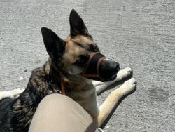 Reunited Male Dog last seen Seattle, Bremerton, WA 98337