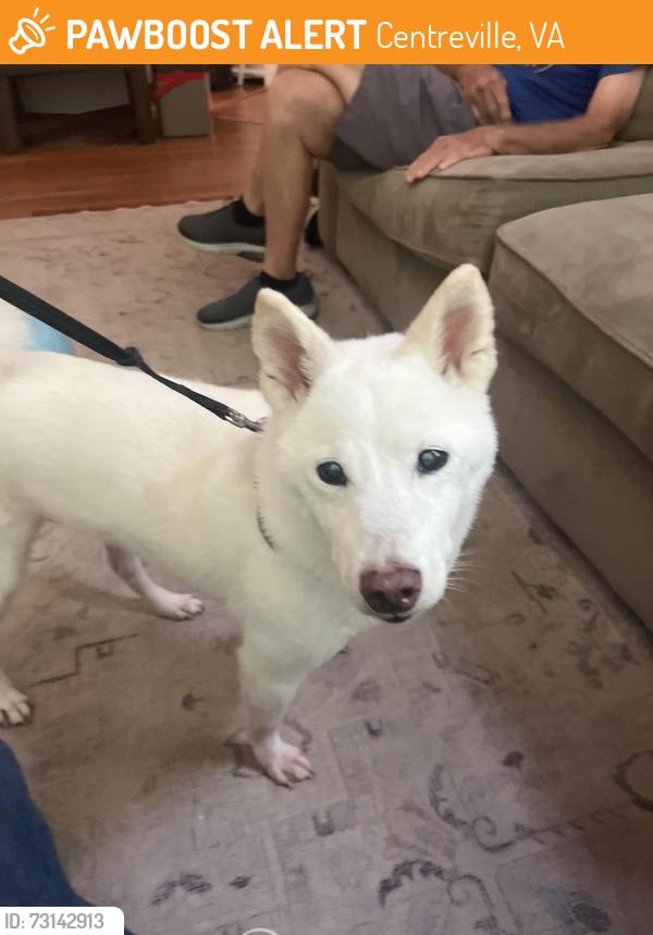Found/Stray Male Dog last seen Little Rocky Run, Centreville, VA 20124