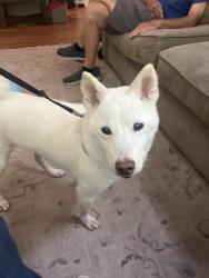 Found/Stray Male Dog last seen Little Rocky Run, Centreville, VA 20124