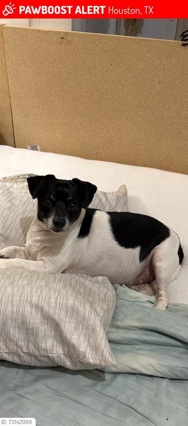 Lost Male Dog last seen 65th street, Houston, TX 77011