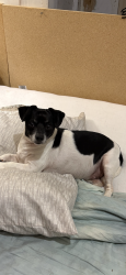 Lost Male Dog last seen 65th street, Houston, TX 77011