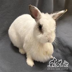 Shelter Stray Female Other last seen E. YALE LOOP/ALDERWOOD, 6443 Oak Canyon, Irvine, CA 92618, USA