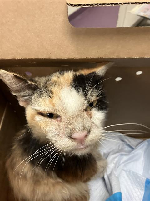 Shelter Stray Female Cat last seen Near BLK CHESTNUT AVE, LONG BEACH, CA 90813, 7700 E Spring St, Long Beach, CA 90815, USA