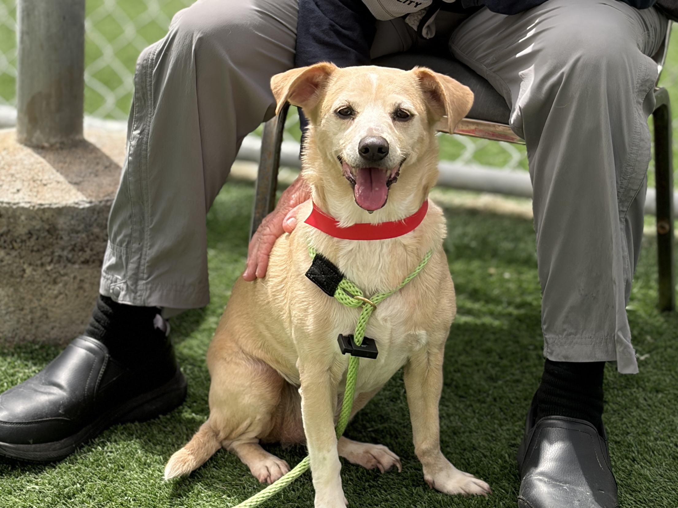 Shelter Stray Female Dog last seen , 957 N Gaffey St, San Pedro, CA 90731, USA