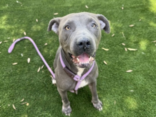 Shelter Stray Female Dog last seen , 1850 W 60th St, Los Angeles, CA 90047, USA