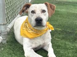 Shelter Stray Male Dog last seen , 957 N Gaffey St, San Pedro, CA 90731, USA