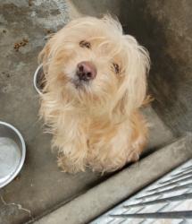 Shelter Stray Male Dog last seen , 1850 W 60th St, Los Angeles, CA 90047, USA