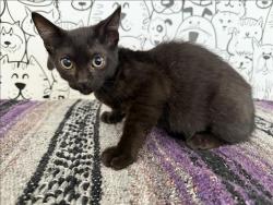 Shelter Stray Male Cat last seen , 957 N Gaffey St, San Pedro, CA 90731, USA