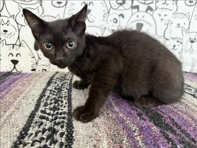 Shelter Stray Male Cat last seen , 957 N Gaffey St, San Pedro, CA 90731, USA