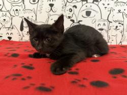 Shelter Stray Female Cat last seen , 957 N Gaffey St, San Pedro, CA 90731, USA
